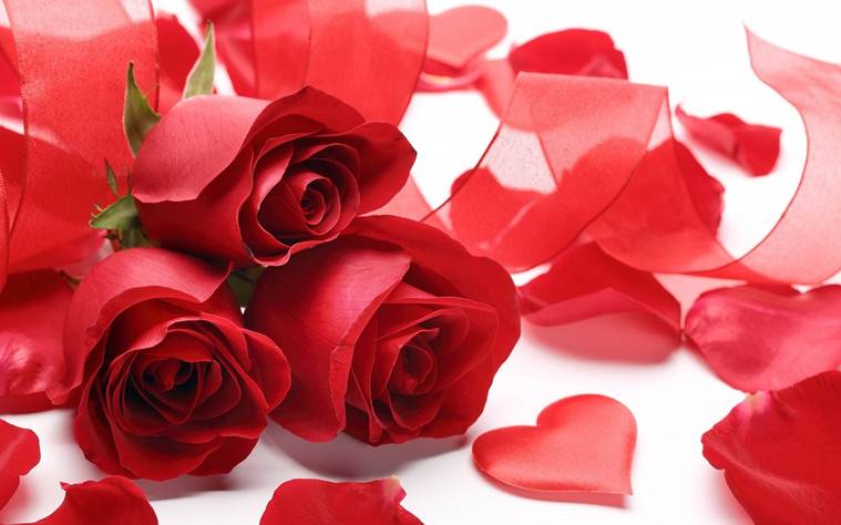 Red Rose Day World National Holidays